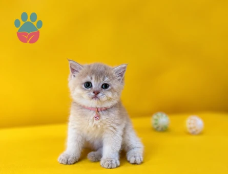 British Shorthair Ay12 Dişi Yavrumuz - 10254