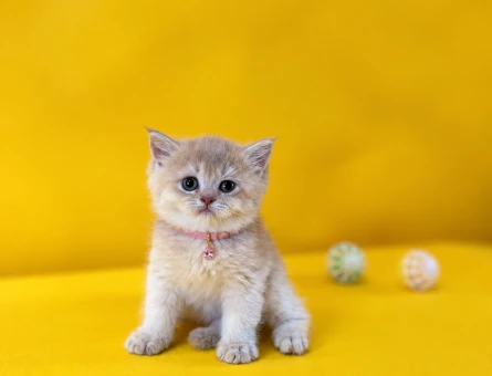 British Shorthair Ay12 Dişi Yavrumuz - 10254