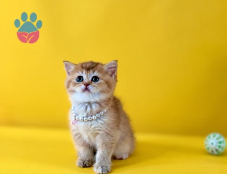 British Shorthair Golden Dişi – 2 Aylık Minik Yavrumuz - 10255