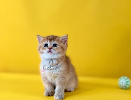 British Shorthair Golden Dişi – 2 Aylık Minik Yavrumuz - 10255