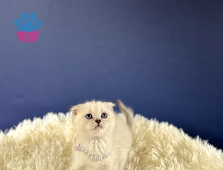 Safkan Scottish Fold Dişi Yavrumuz 2 Aylık - 10256 - Görsel 2