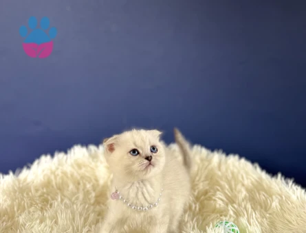 Safkan Scottish Fold Dişi Yavrumuz 2 Aylık - 10256 - Görsel 3