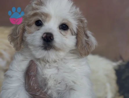 MALTIPOO YAVRULARI - 10258