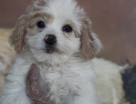 MALTIPOO YAVRULARI - 10258