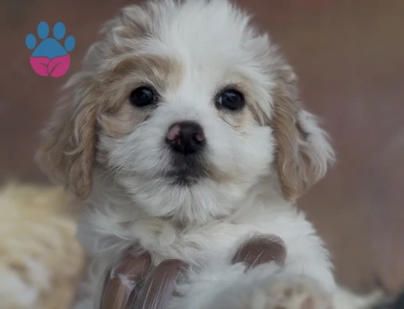MALTIPOO YAVRULARI - 10258 - Görsel 3