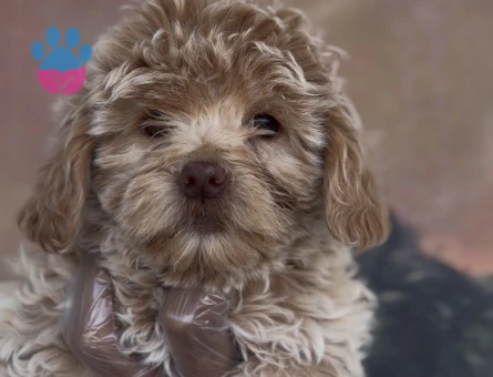 MALTIPOO YAVRULARI - 10258 - Görsel 4