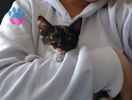 Yavru Dişi kedi - 10259