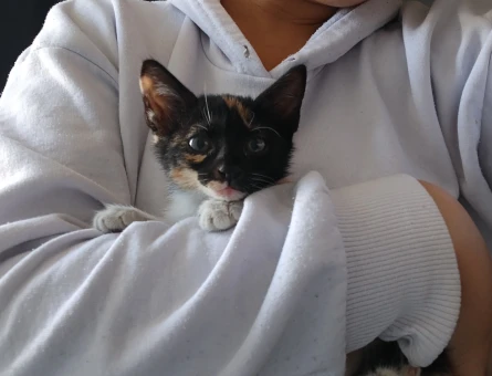Yavru Dişi kedi - 10259