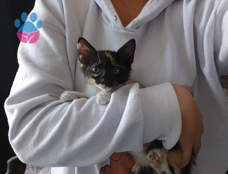 Yavru Dişi kedi - 10259 - Görsel 3