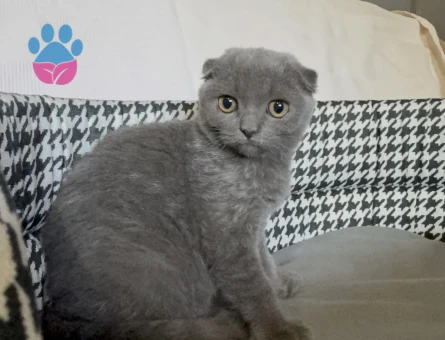 Scottish Fold EVİNİZE ŞANS GETİRECEK MİNİKLER - 10260 - Görsel 2