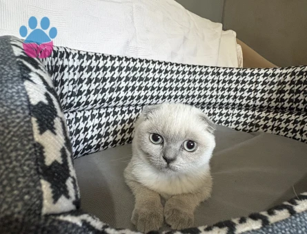 Scottish Fold EVİNİZE ŞANS GETİRECEK MİNİKLER - 10260 - Görsel 3