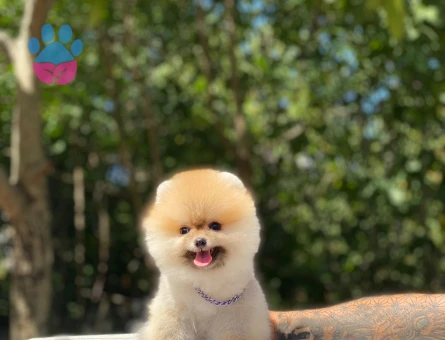 POMERANIAN ÜRETİM ÇİFTLİĞİNDEN - 10264 - Görsel 5