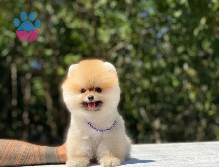 POMERANIAN ÜRETİM ÇİFTLİĞİNDEN - 10264