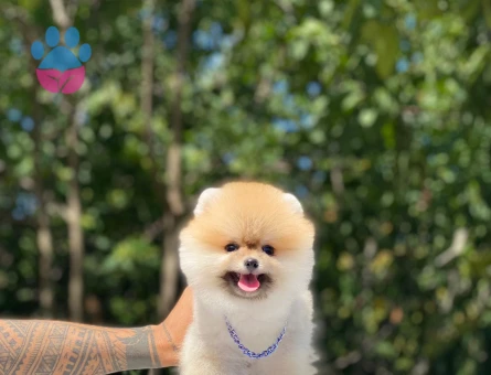 POMERANIAN ÜRETİM ÇİFTLİĞİNDEN - 10264 - Görsel 3