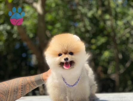 POMERANIAN ÜRETİM ÇİFTLİĞİNDEN - 10264 - Görsel 4