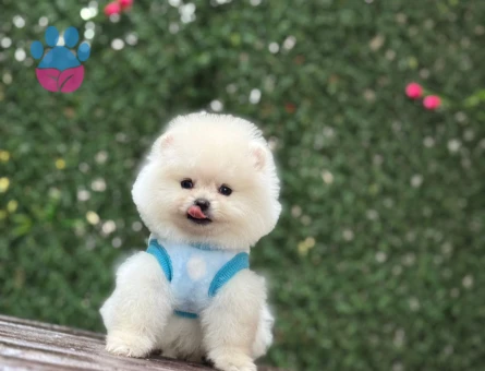 POMERANIAN ÜRETİM ÇİFTLİĞİNDEN - 10265 - Görsel 3