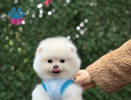 POMERANIAN ÜRETİM ÇİFTLİĞİNDEN - 10265 - Görsel 4