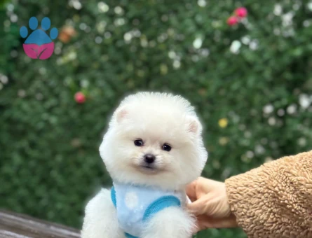 POMERANIAN ÜRETİM ÇİFTLİĞİNDEN - 10265 - Görsel 2
