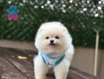POMERANIAN ÜRETİM ÇİFTLİĞİNDEN - 10265 - Görsel 5