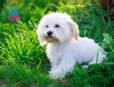 Ruhsatlı Üretim Çiftliğinden Maltese Terrier Yavruları - 10266