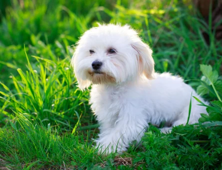 Ruhsatlı Üretim Çiftliğinden Maltese Terrier Yavruları - 10266