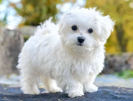 Mikroçipli Maltese Terrier Yavruları | Ruhsatlı Çiftlik - 10267