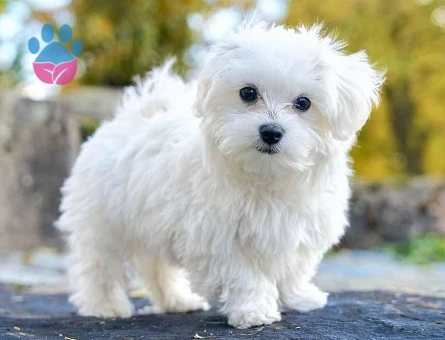 Mikroçipli Maltese Terrier Yavruları Ruhsatlı Çiftlik - 10267 - Görsel 3