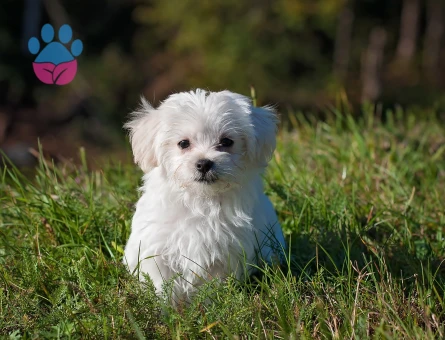 Özel Bakımla Yetiştirilen Maltese Terrier Yavrularımız - 10268