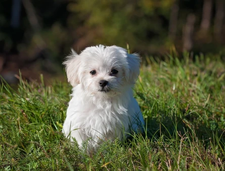 Özel Bakımla Yetiştirilen Maltese Terrier Yavrularımız - 10268