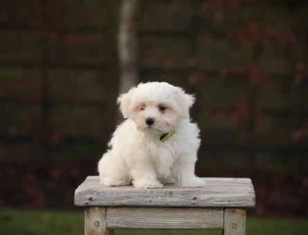 Ruhsatlı Çiftlik Güvencesiyle Maltese Terrier Yavruları - 10269