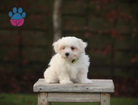 Ruhsatlı Çiftlik Güvencesiyle Maltese Terrier Yavruları - 10269 - Görsel 3