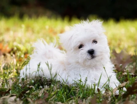Sevimli Maltese Terrier Yavruları | Mikroçip ve Kayıt Bilgili - 10270