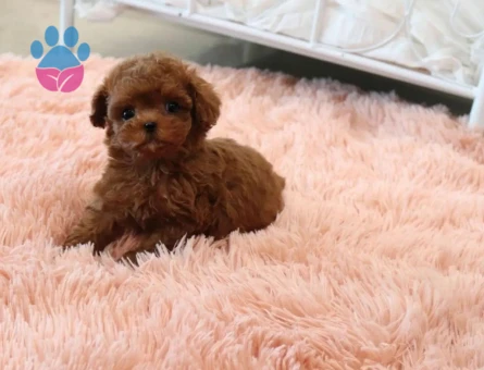 Safkan ırk ve sağlık garantili Toypoodle bebekleri - 10273 - Görsel 4