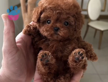 Safkan ırk ve sağlık garantili Toypoodle bebekleri - 10273 - Görsel 5