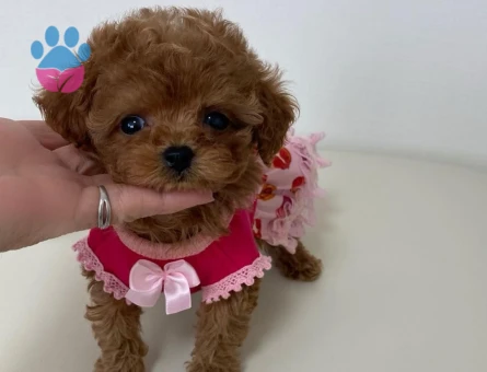 Safkan ırk ve sağlık garantili Toypoodle bebekleri - 10273 - Görsel 3
