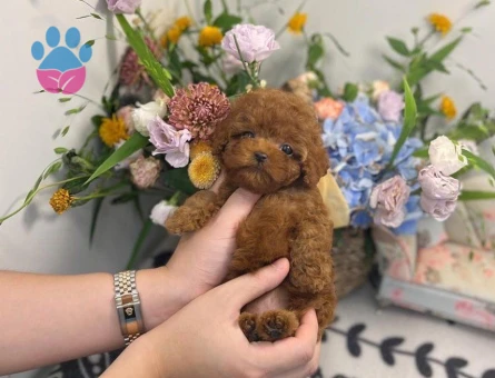 Safkan ırk ve sağlık garantili Toypoodle bebekleri - 10273 - Görsel 2