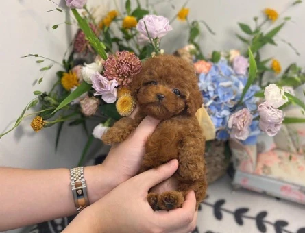 Safkan ırk ve sağlık garantili Toypoodle bebekleri - 10273