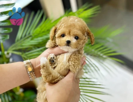 Aşılı Evraklı mini boy maltipo bebeklerimiz hazır - 10274 - Görsel 5