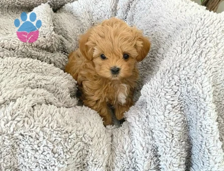 Aşılı Evraklı mini boy maltipo bebeklerimiz hazır - 10274 - Görsel 2