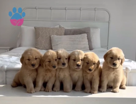 Safkan Babyface golden bebeklerimiz hazır - 10276 - Görsel 2