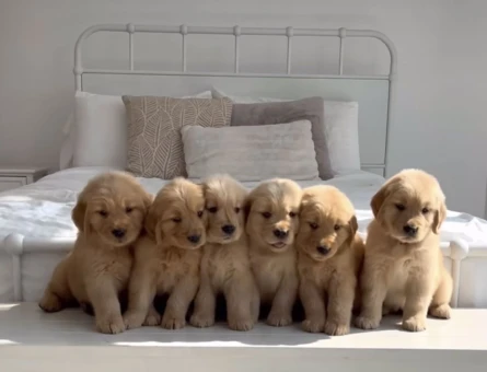 Safkan Babyface golden bebeklerimiz hazır - 10276