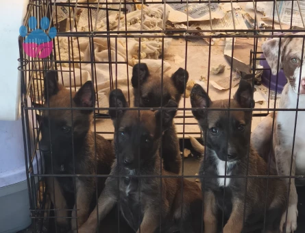 Belçika malinois - 10278 - Görsel 2