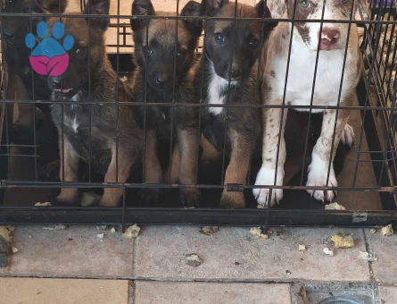 Belçika malinois - 10278 - Görsel 5