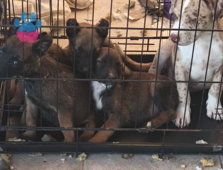 Belçika Malinois - 10279 - Görsel 3