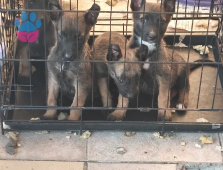 Belçika Malinois - 10279 - Görsel 5