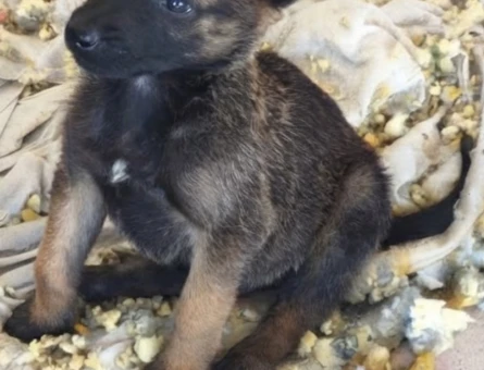 Belçika malinois - 10282