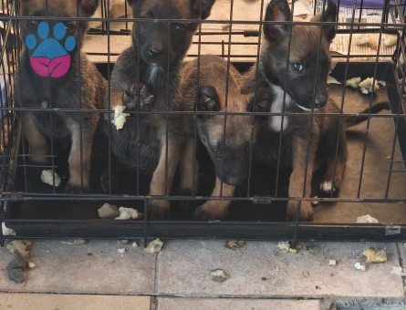 Belçika malinois - 10282 - Görsel 3