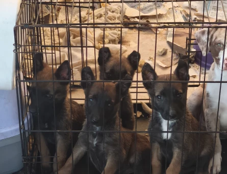 Belçika malinois - 10283
