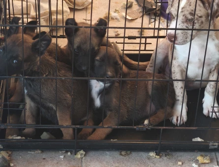 Belçika malinois - 10284