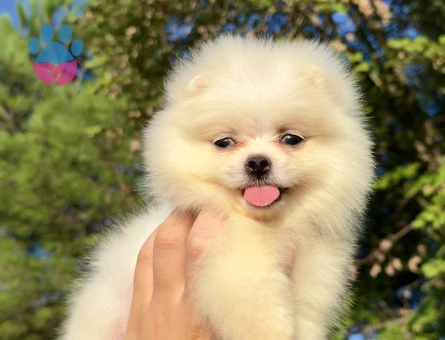 SAF KAN POMERANİAN BOO YAVRUMUZ YENİ AİLESİNE HAZIR - 10285 - Görsel 2